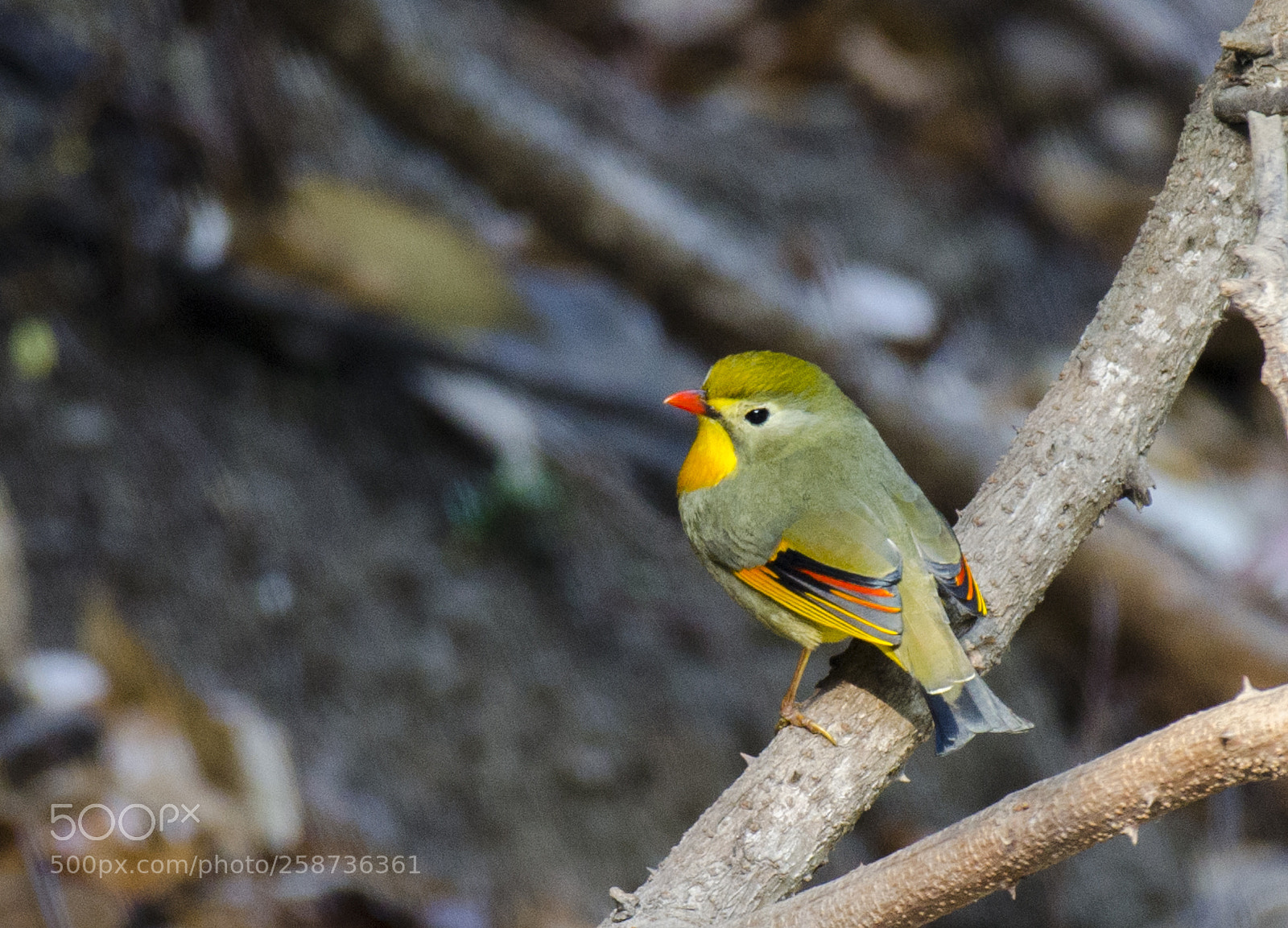 Nikon D5100 sample photo. Red-biled leiothrix photography