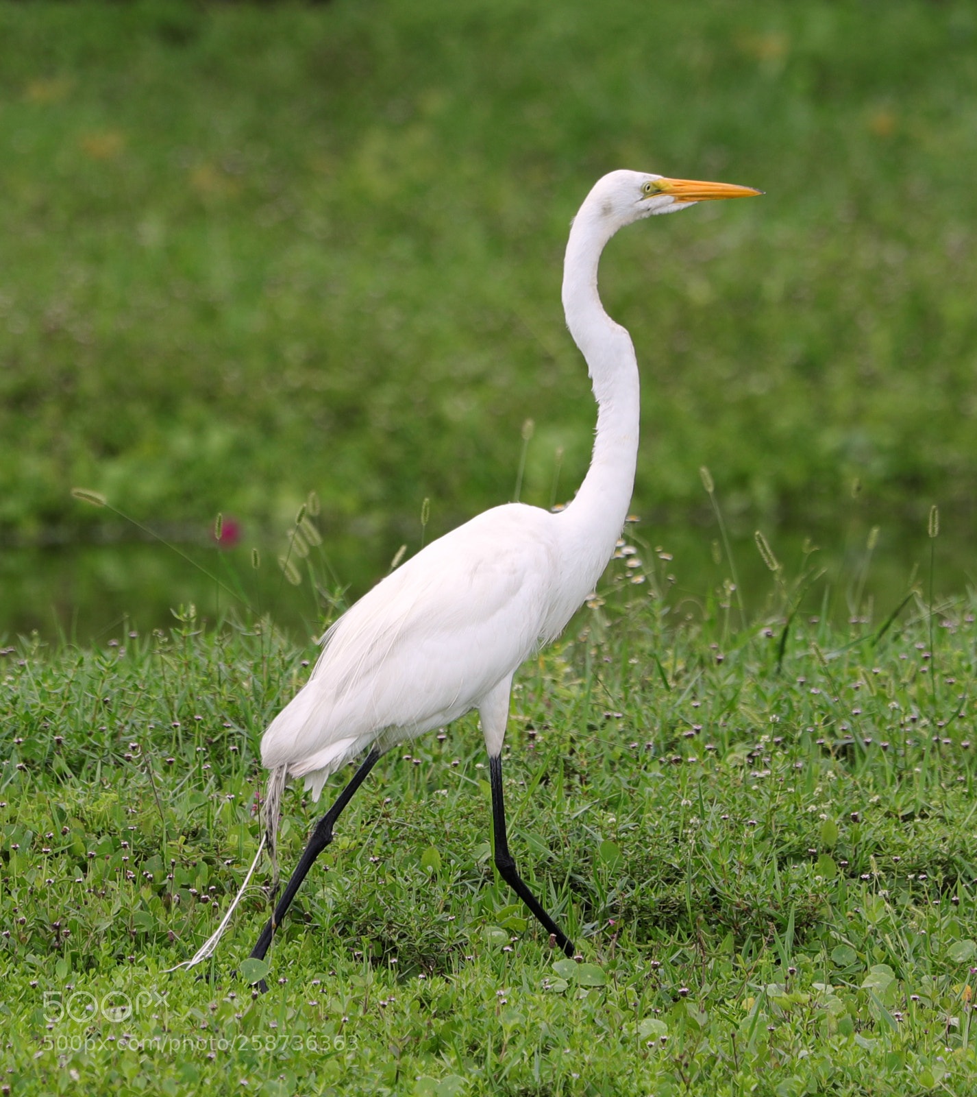 Canon EOS-1D X Mark II sample photo. 05-20-18-0018858.jpg photography