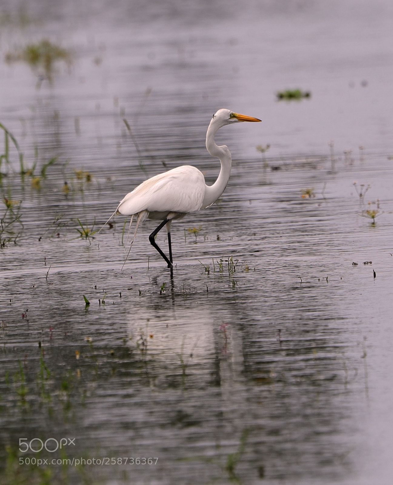 Canon EOS-1D X Mark II sample photo. 05-20-18-0018857.jpg photography