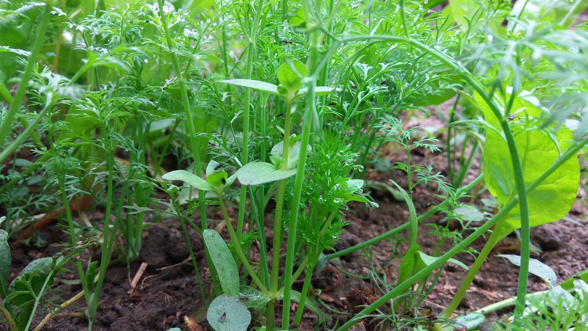 Xiaomi Redmi Note 3 sample photo