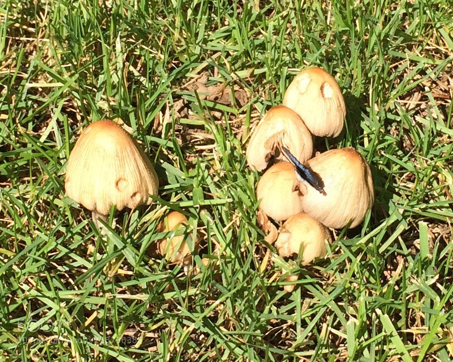 Apple iPhone 5s sample photo. Untitled photography