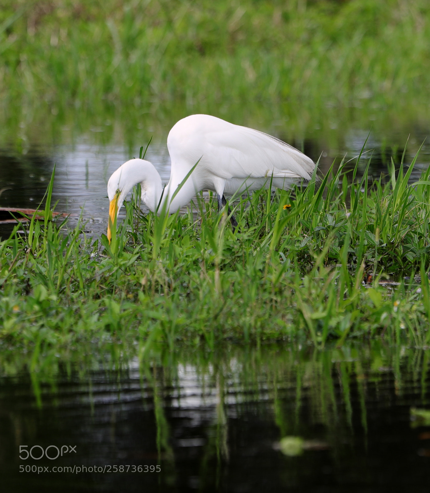 Canon EOS-1D X Mark II sample photo. 05-20-18-0018853.jpg photography