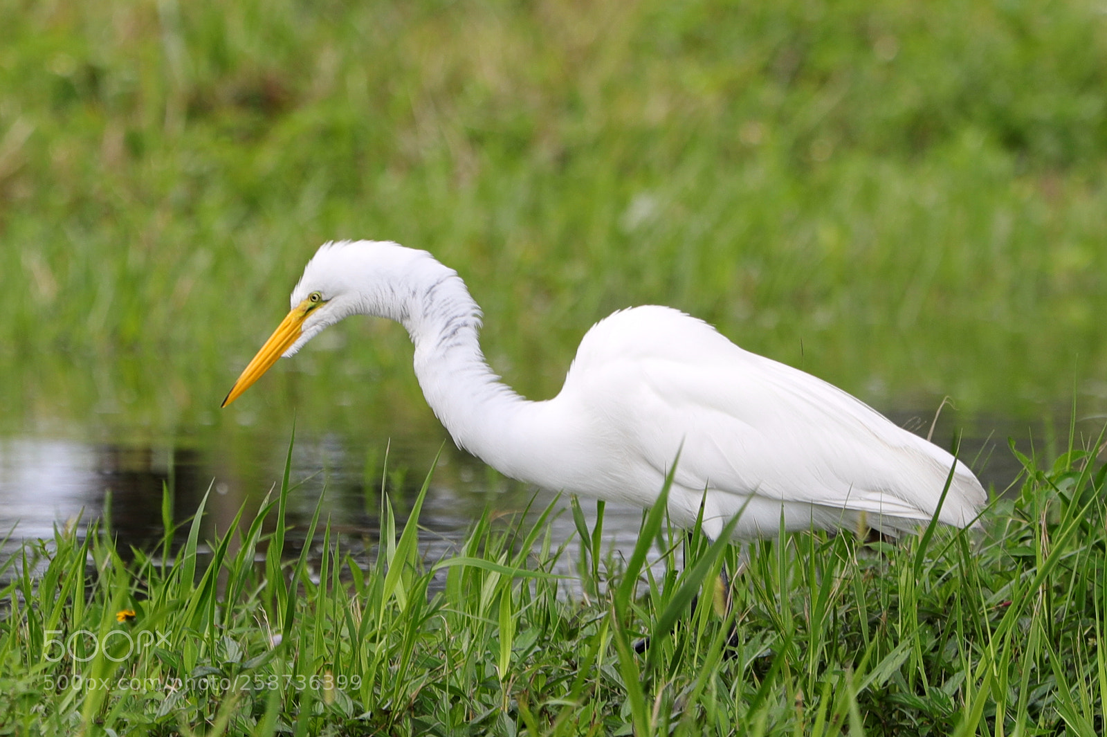 Canon EOS-1D X Mark II sample photo. 05-20-18-0018854.jpg photography