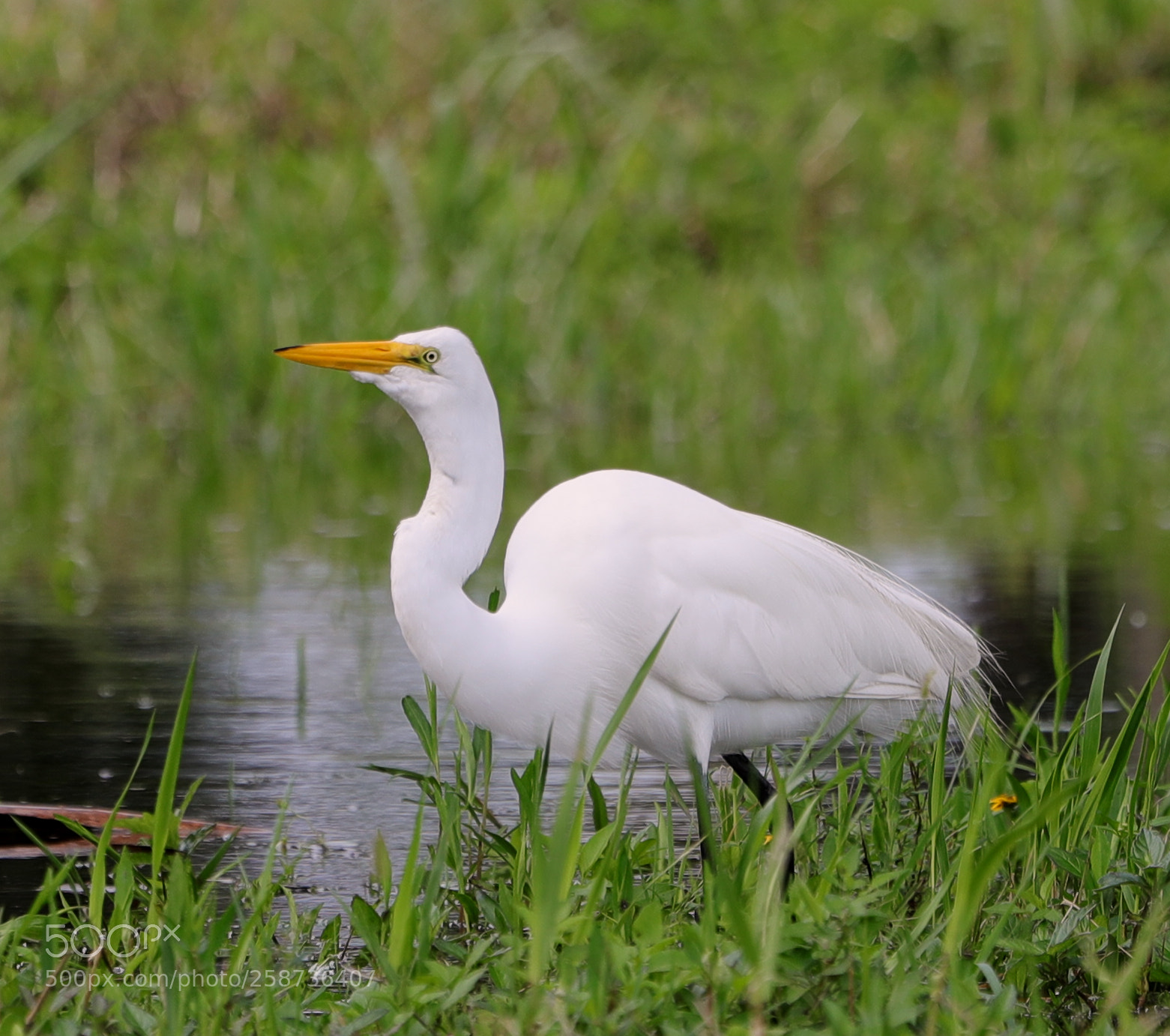Canon EOS-1D X Mark II sample photo. 05-20-18-0018852.jpg photography