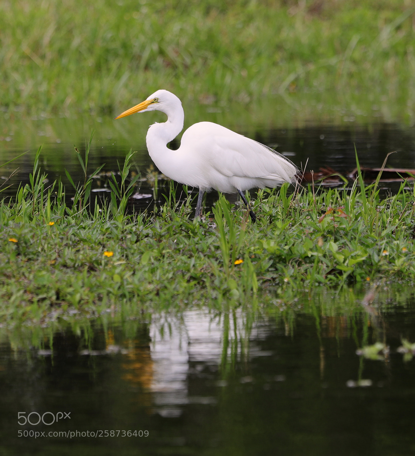 Canon EOS-1D X Mark II sample photo. 05-20-18-0018851.jpg photography