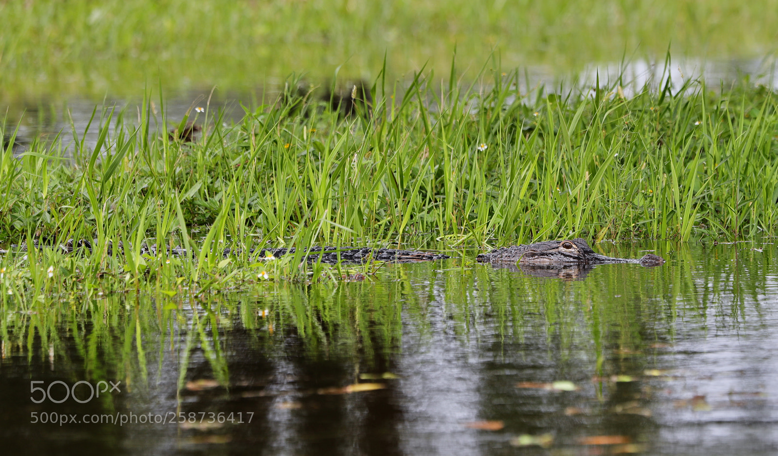 Canon EOS-1D X Mark II sample photo. 05-20-18-0018849.jpg photography