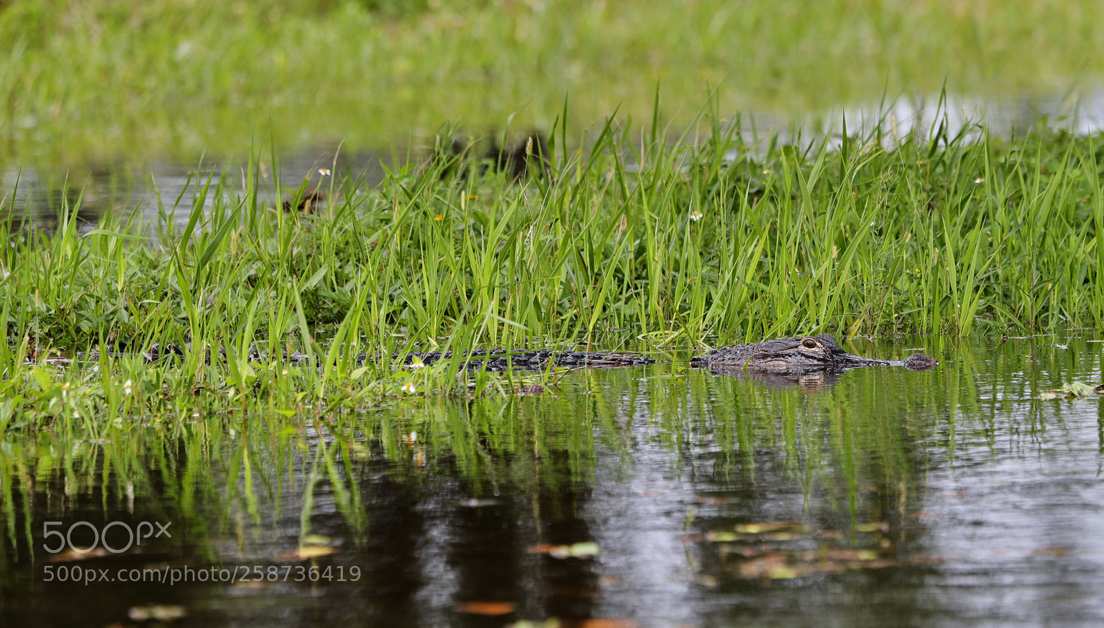 Canon EOS-1D X Mark II sample photo. 05-20-18-0018848.jpg photography