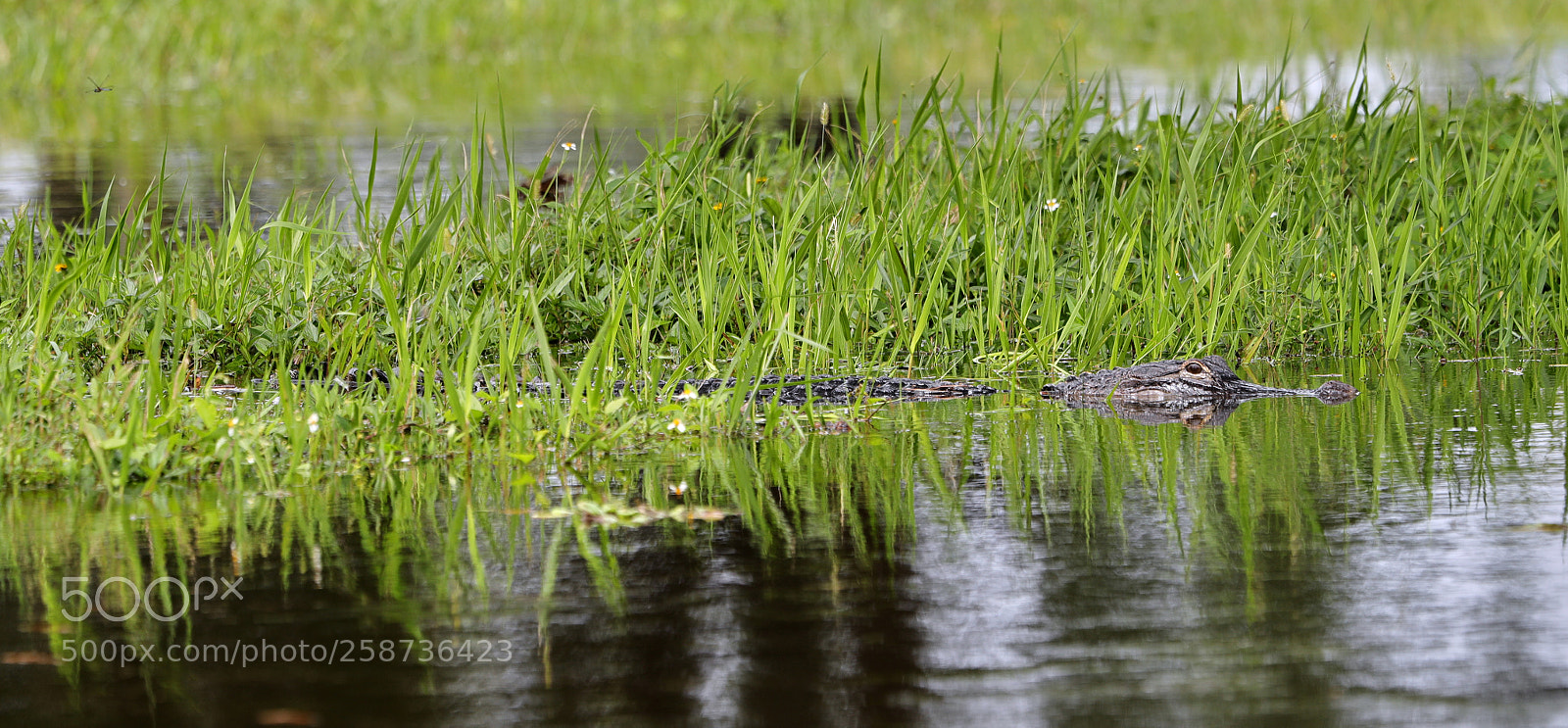 Canon EOS-1D X Mark II sample photo. 05-20-18-0018847.jpg photography