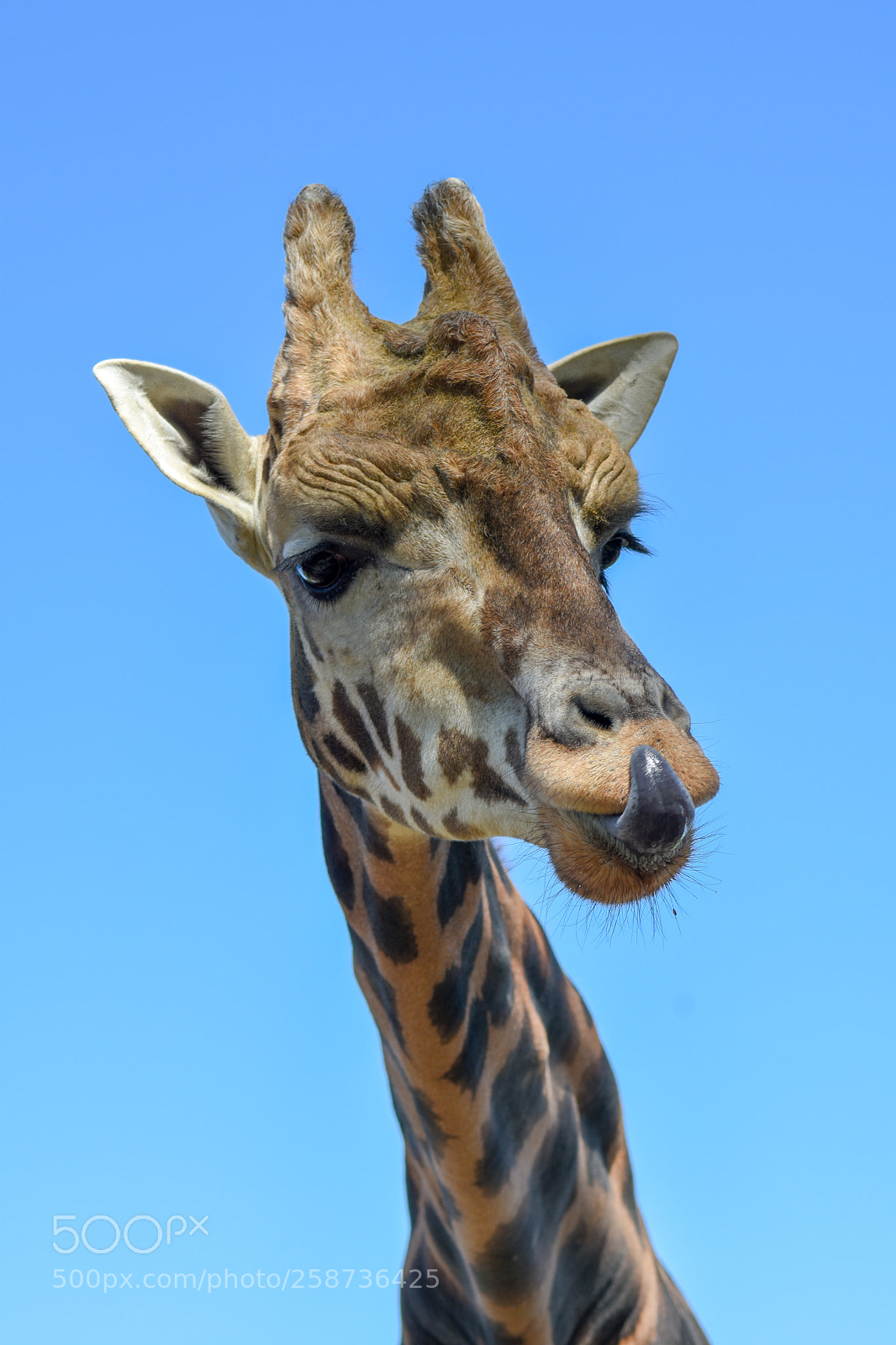 Nikon D7200 sample photo. Giraffe with a sky photography