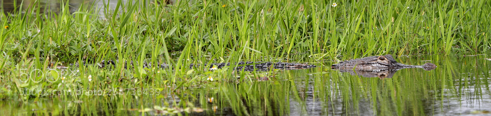 Canon EOS-1D X Mark II sample photo. 05-20-18-0018846.jpg photography