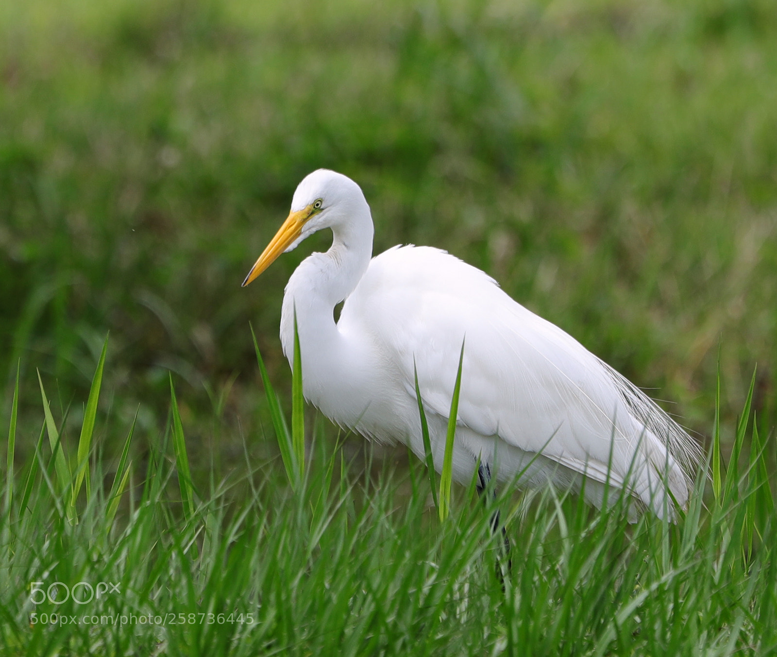 Canon EOS-1D X Mark II sample photo. 05-20-18-0018843.jpg photography