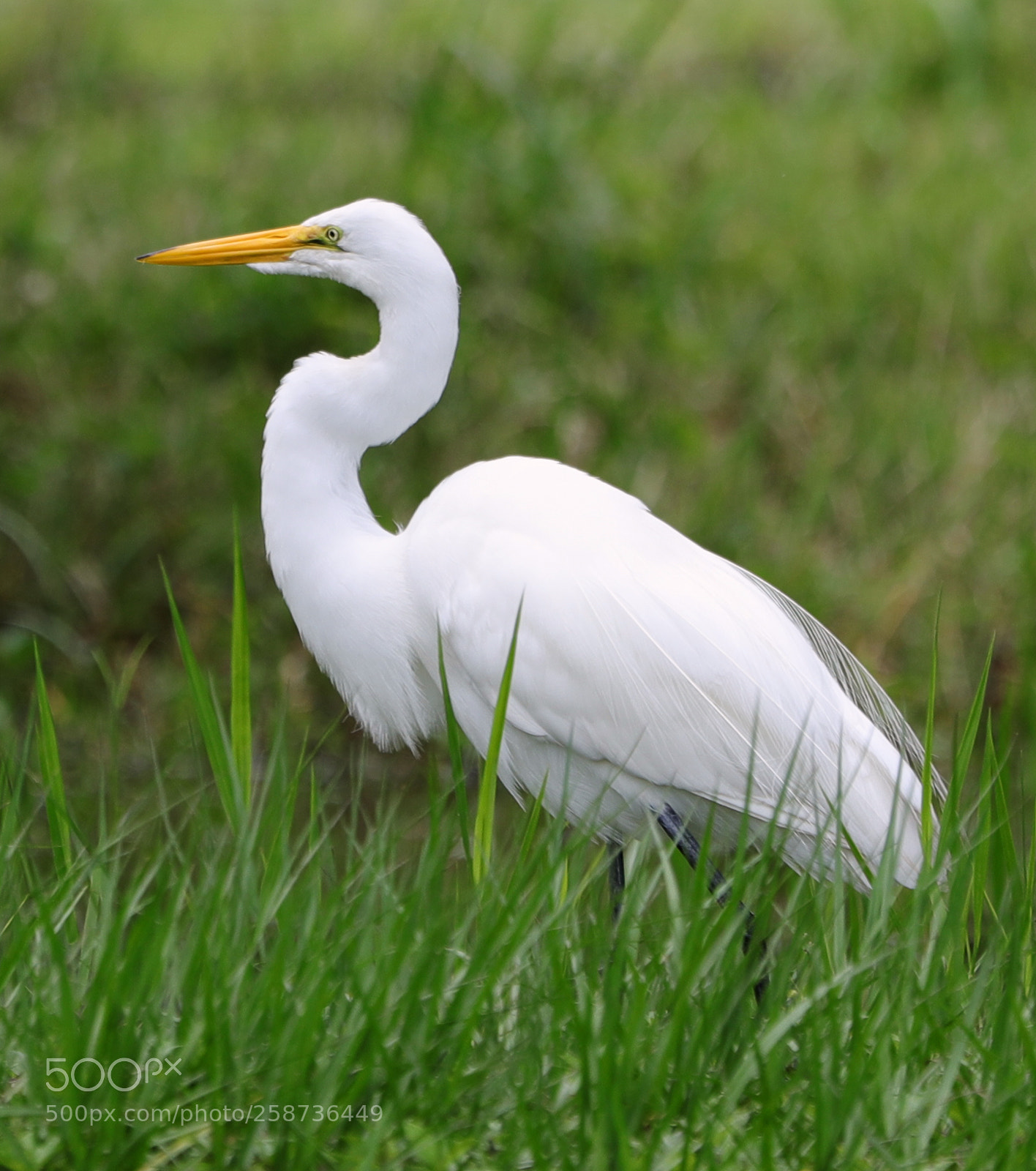 Canon EOS-1D X Mark II sample photo. 05-20-18-0018844.jpg photography