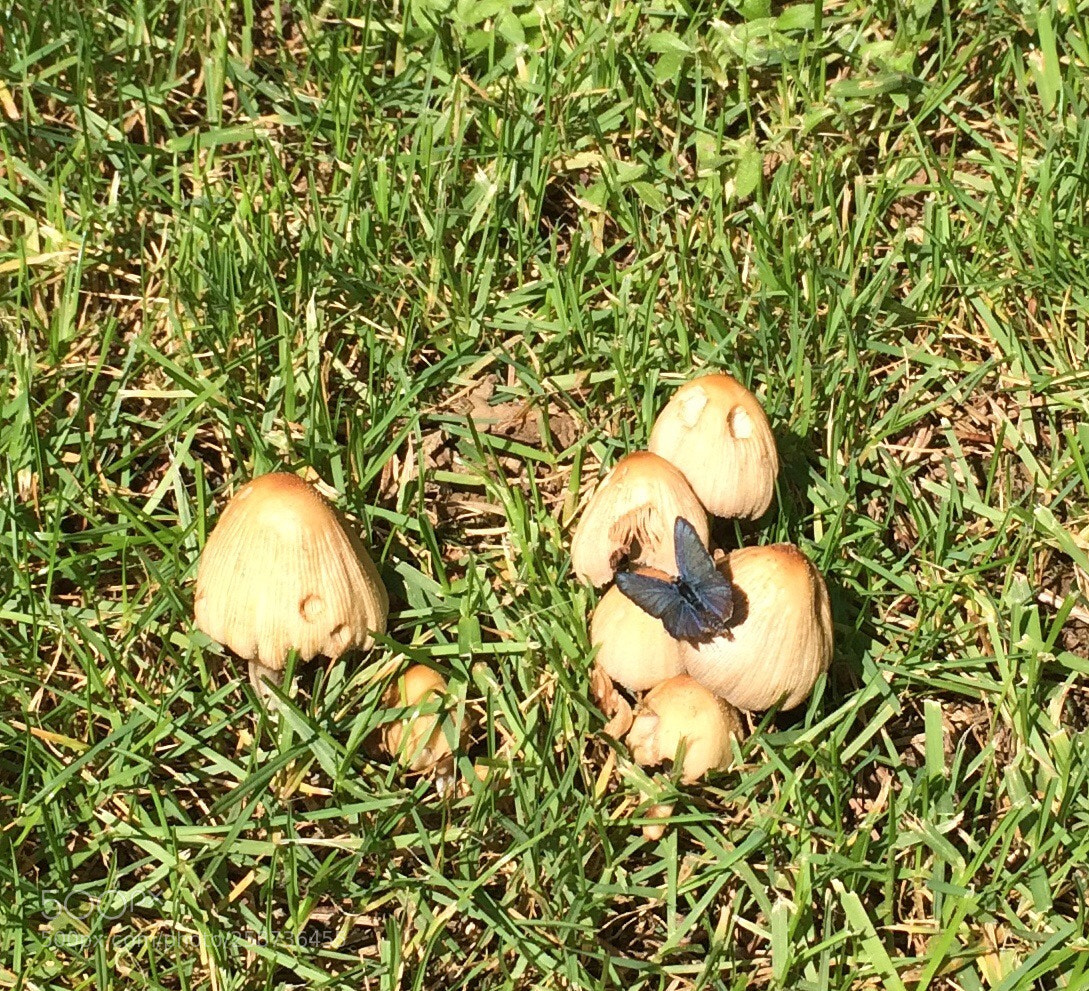 Apple iPhone 5s sample photo. Untitled photography