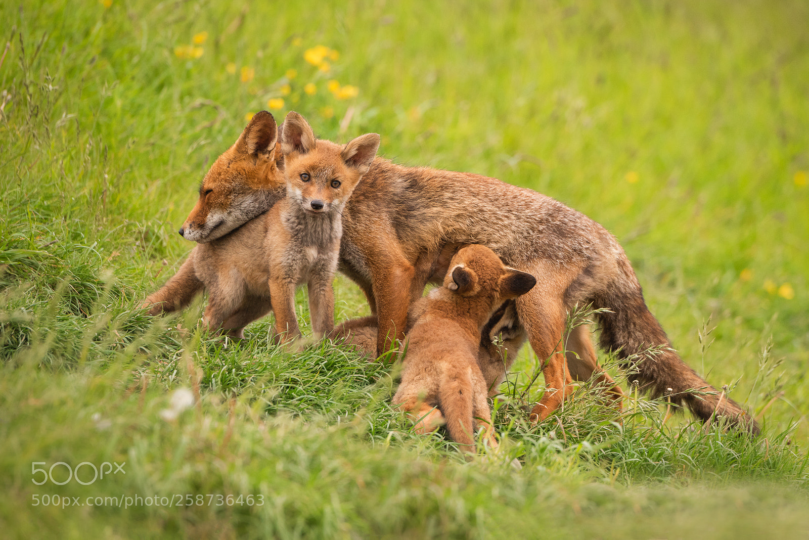 Nikon D810 sample photo. Mother love photography