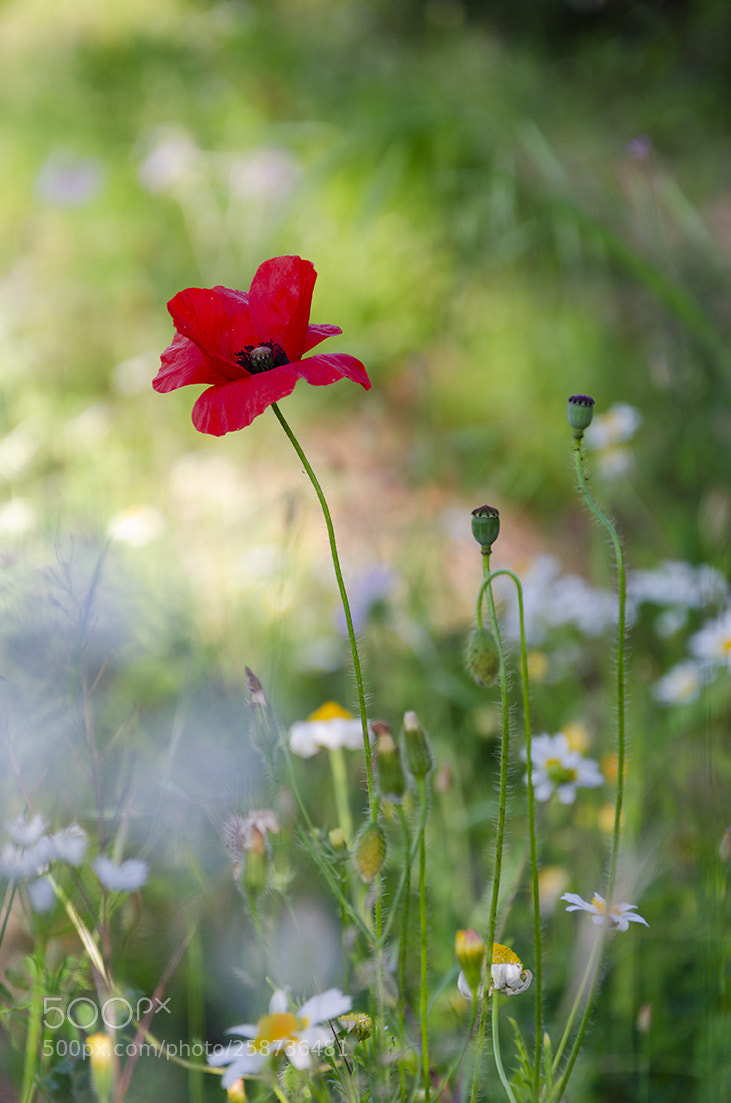 Nikon D7000 sample photo. Il papavero solitario photography