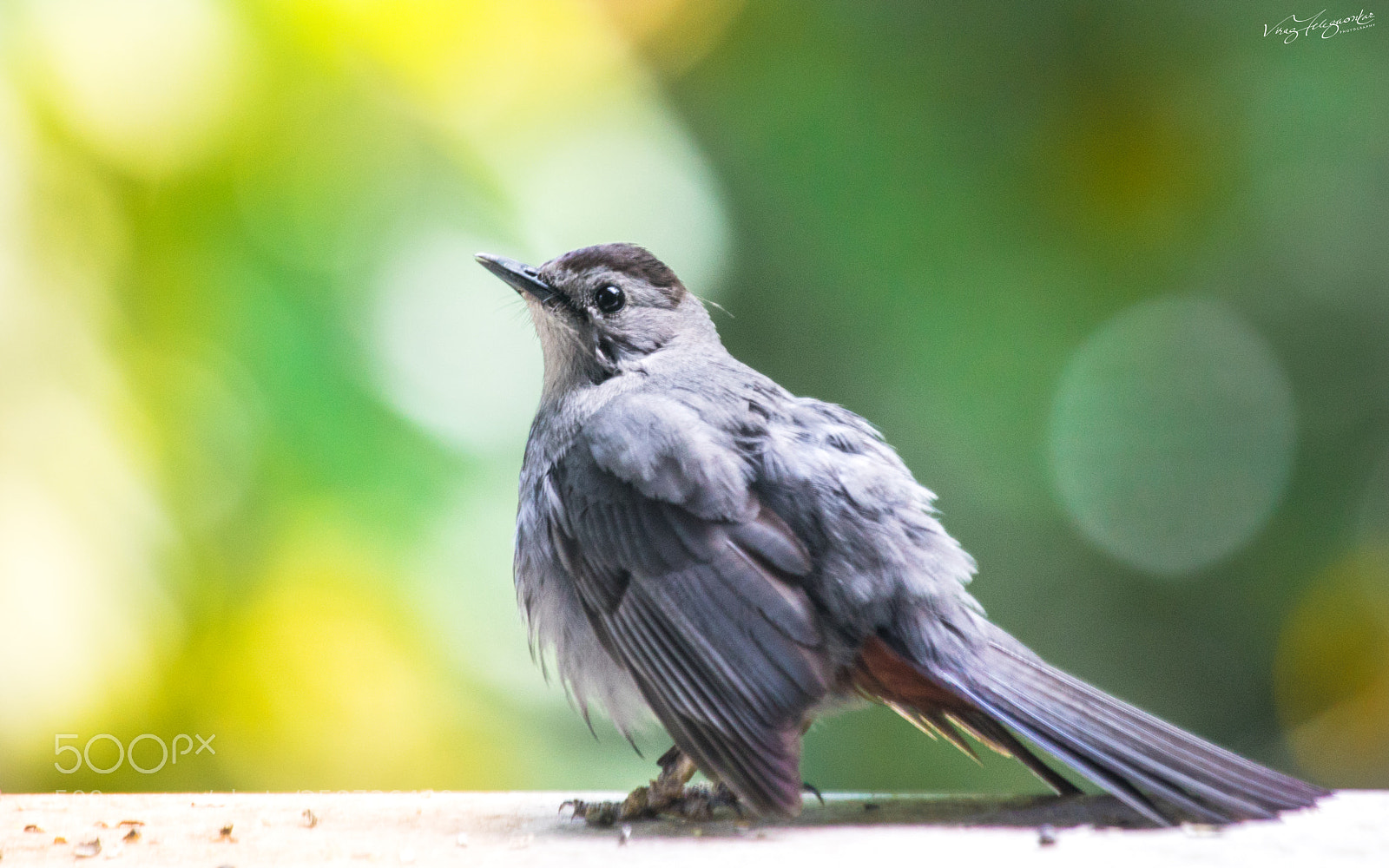 Canon EOS 5D Mark IV sample photo. Grey-cat bird photography