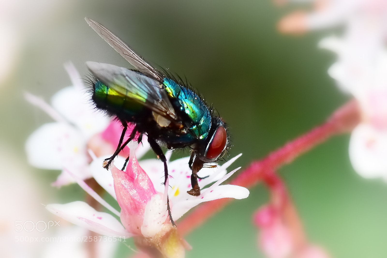 Nikon D7200 sample photo. Just a fly photography