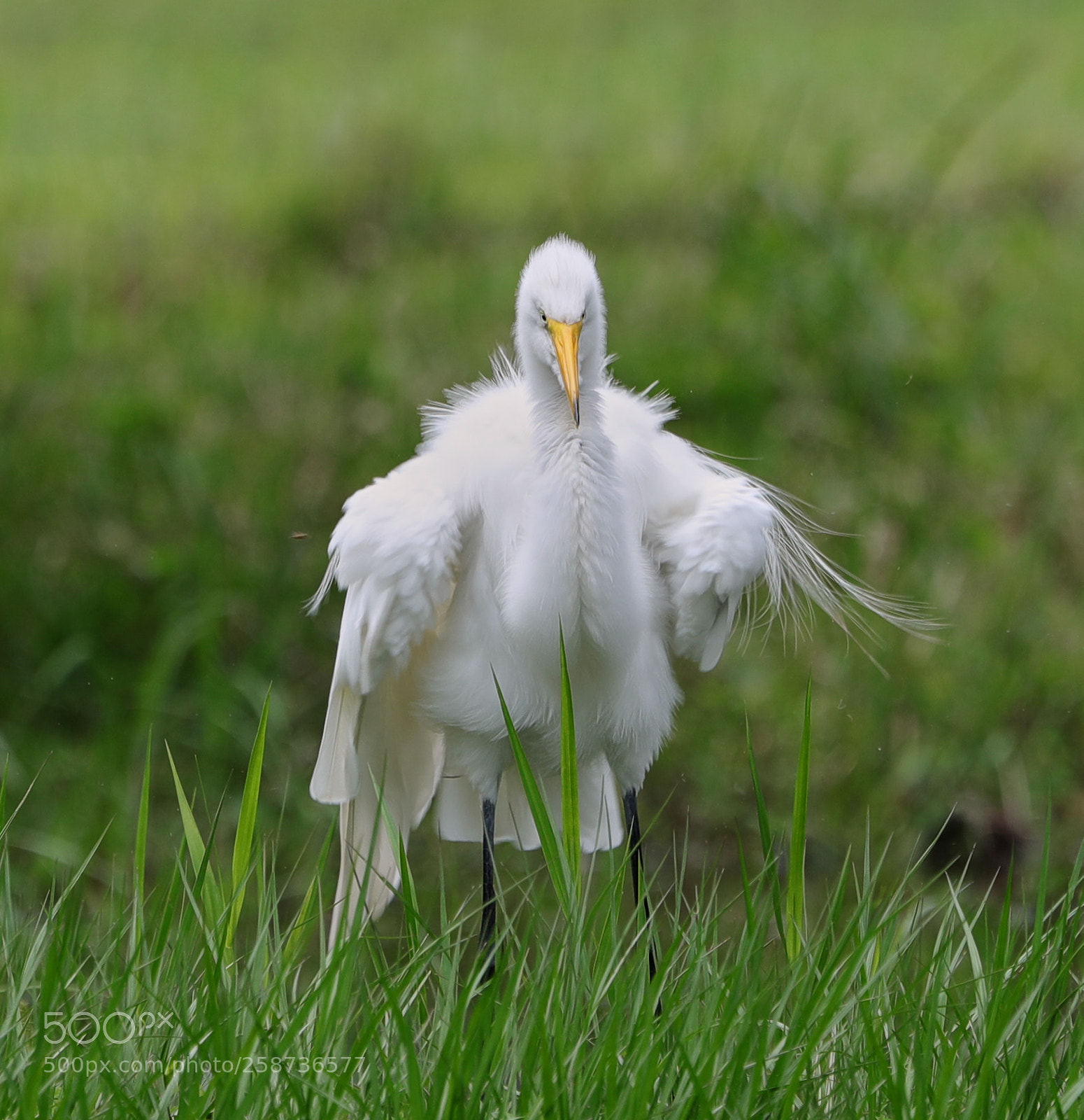 Canon EOS-1D X Mark II sample photo. 05-20-18-0018842.jpg photography