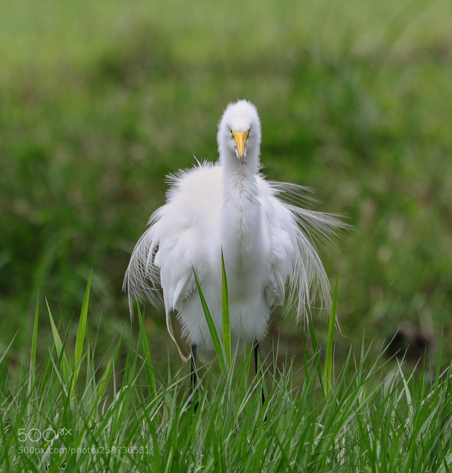 Canon EOS-1D X Mark II sample photo. 05-20-18-0018841.jpg photography