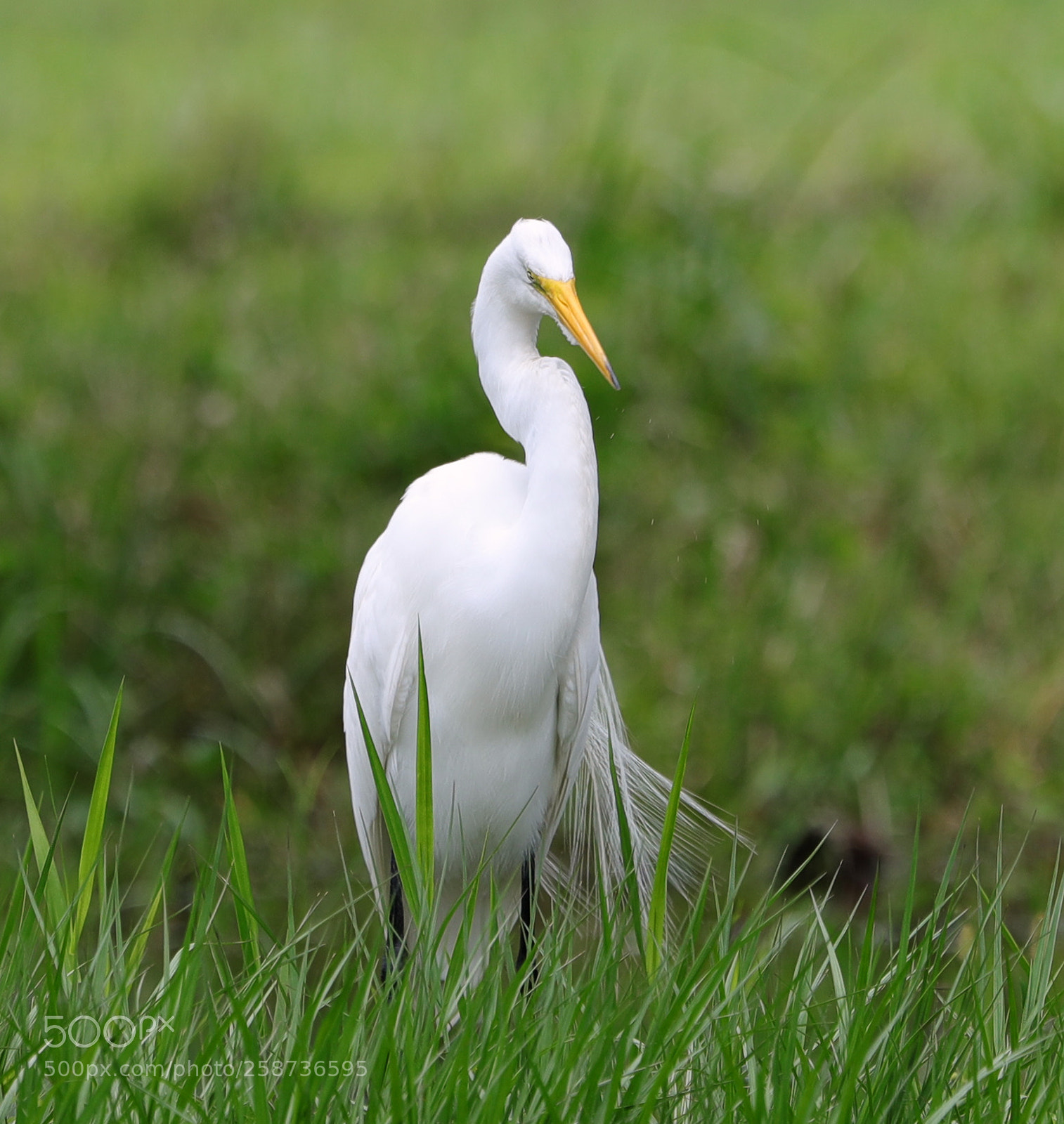 Canon EOS-1D X Mark II sample photo. 05-20-18-0018836.jpg photography