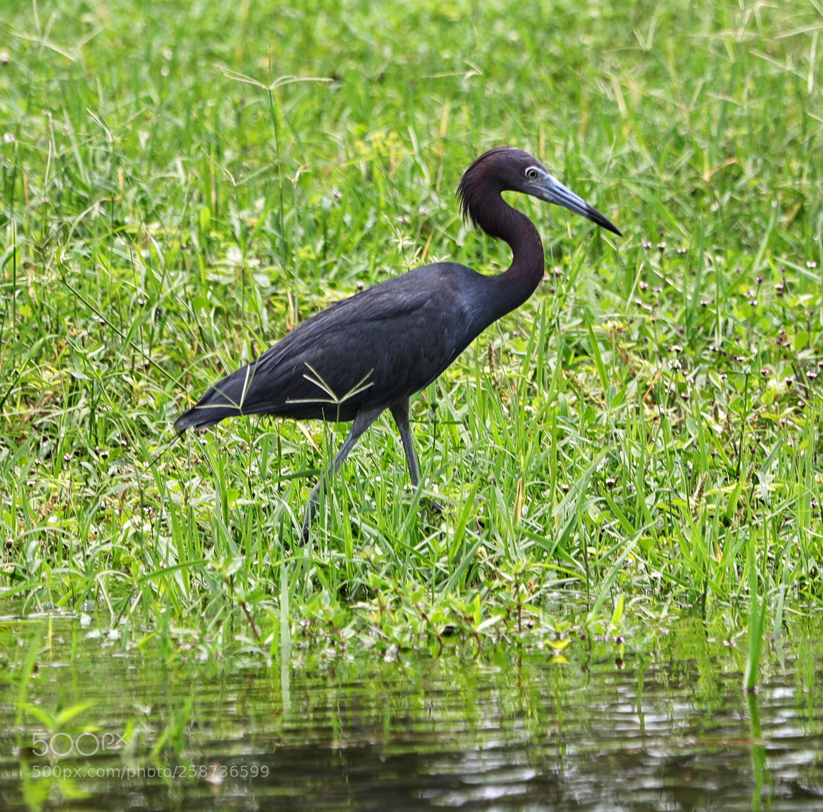 Canon EOS-1D X Mark II sample photo. 05-20-18-0018835.jpg photography