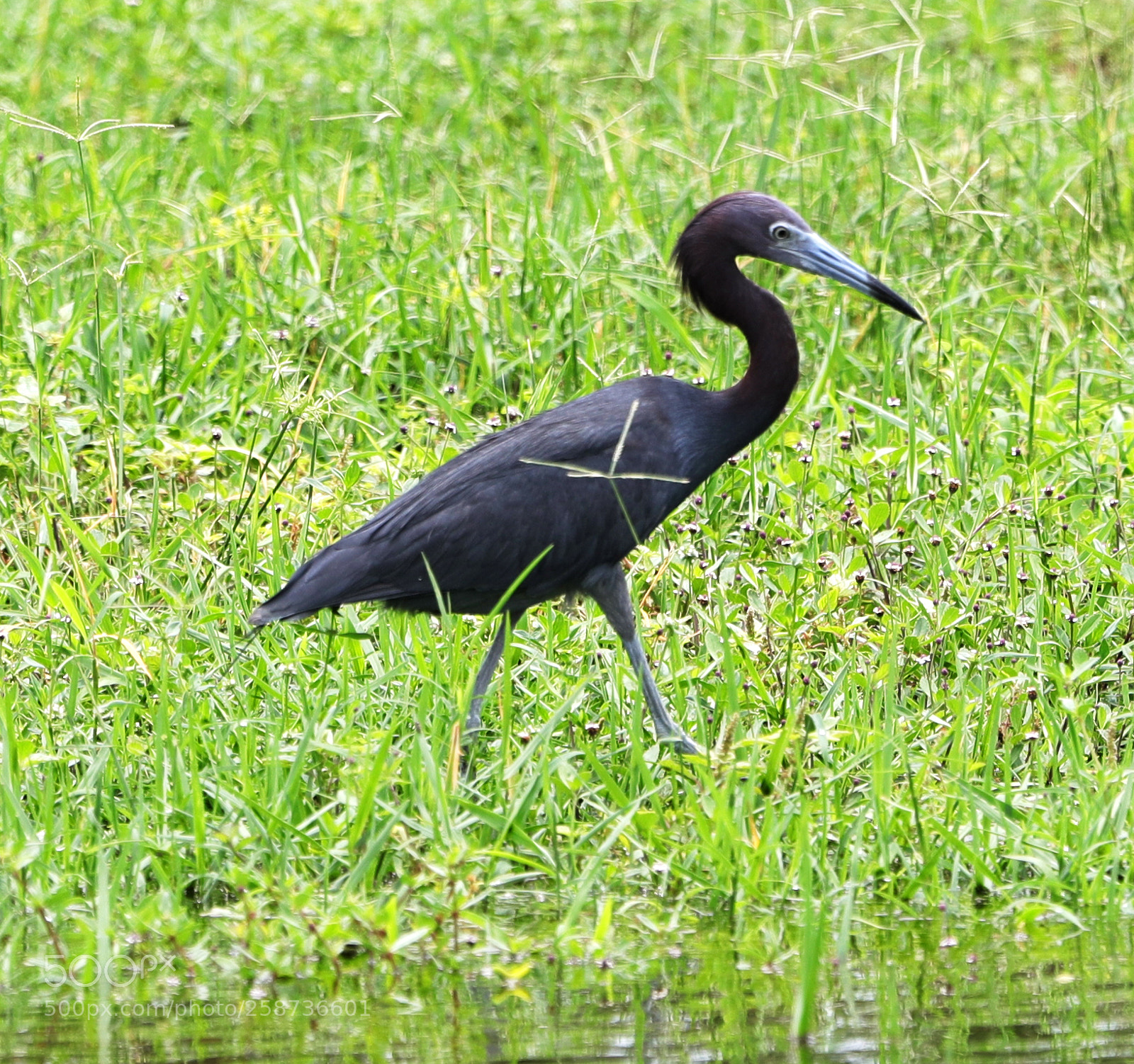 Canon EOS-1D X Mark II sample photo. 05-20-18-0018834.jpg photography