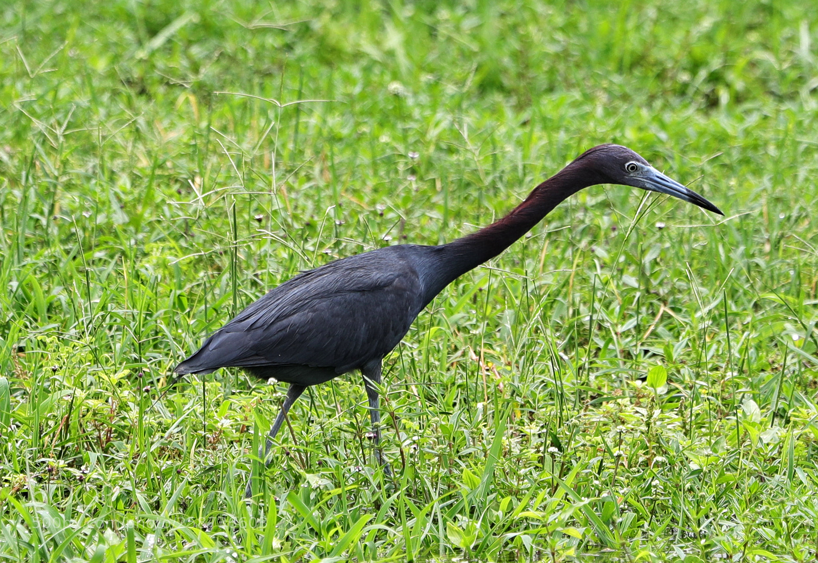 Canon EOS-1D X Mark II sample photo. 05-20-18-0018831.jpg photography