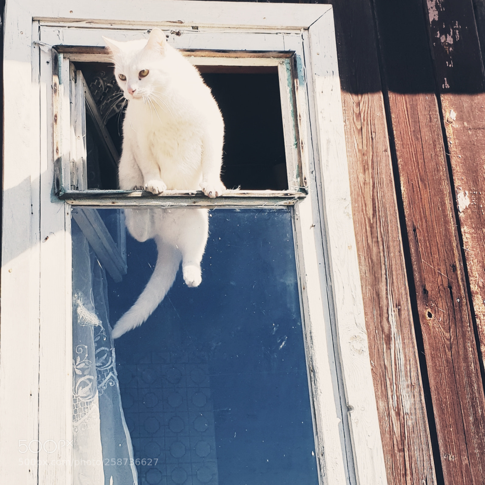Samsung Galaxy S9 sample photo. My favorite cat =) photography