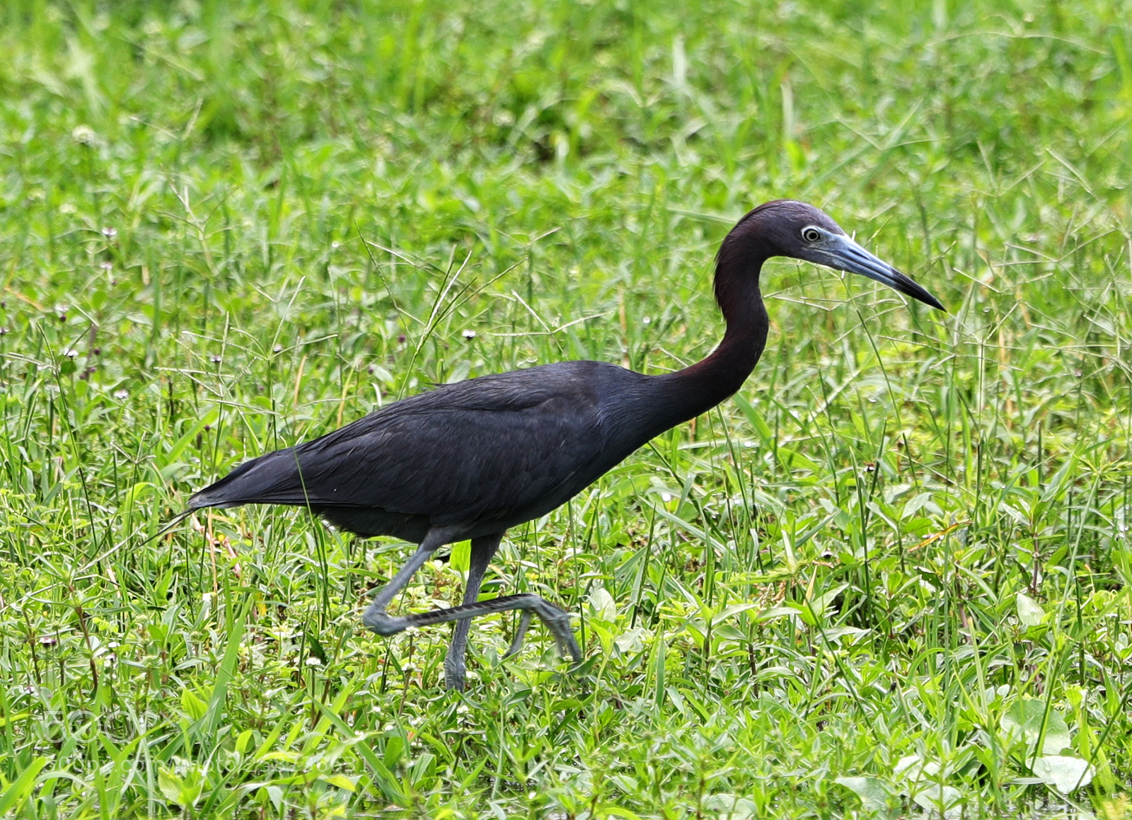 Canon EOS-1D X Mark II sample photo. 05-20-18-0018830.jpg photography