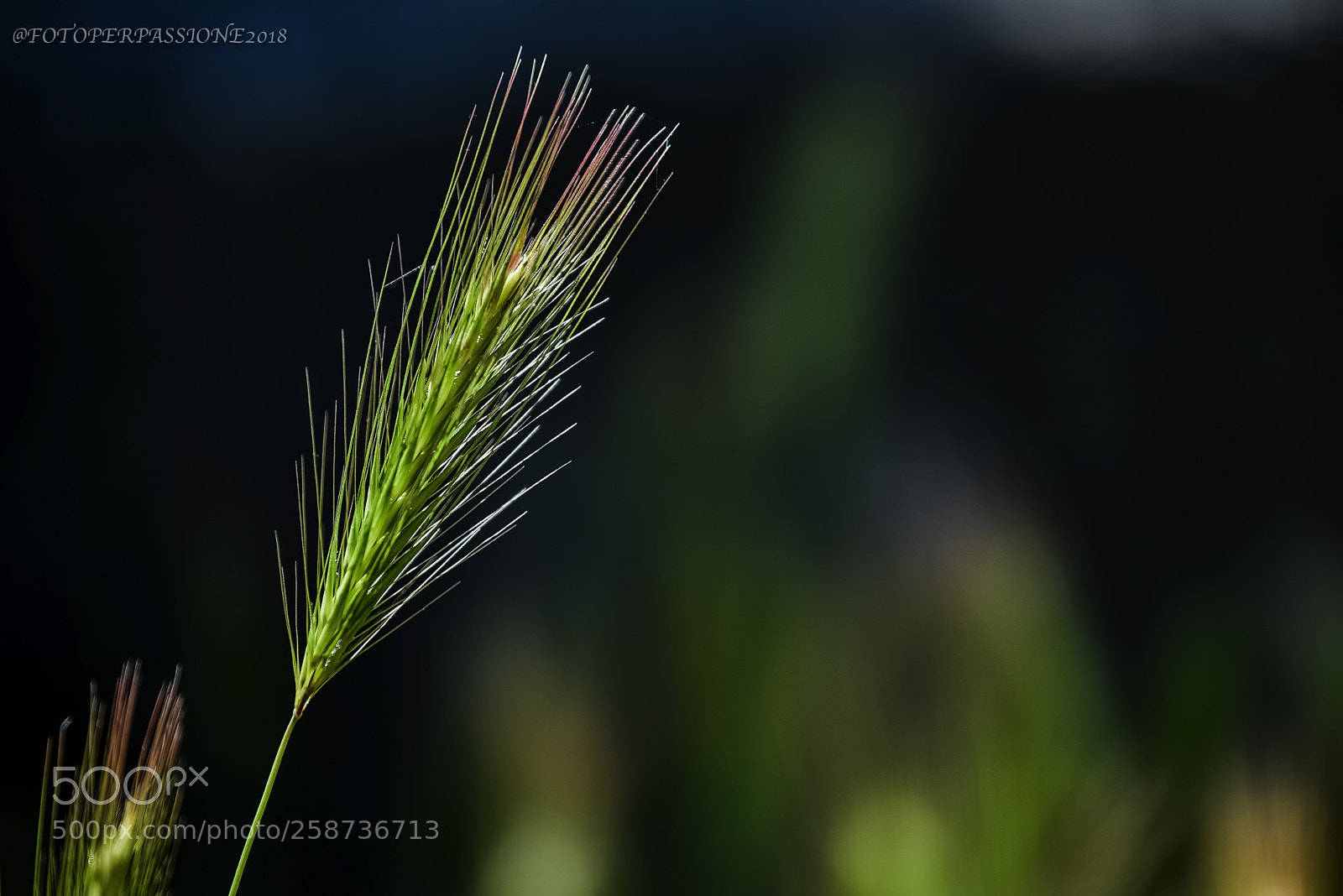 Nikon D750 sample photo. Guarda un filo d photography