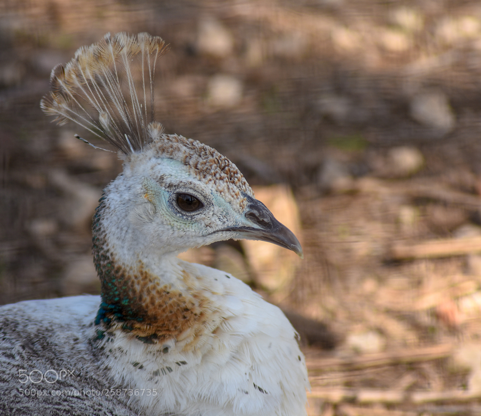 Nikon D7200 sample photo. White and brown peahen photography