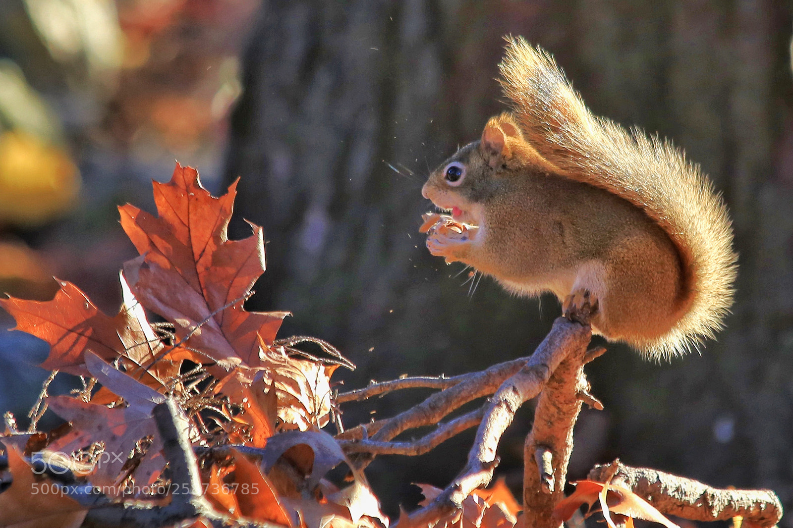 Canon EOS 6D sample photo. Squirrel photography