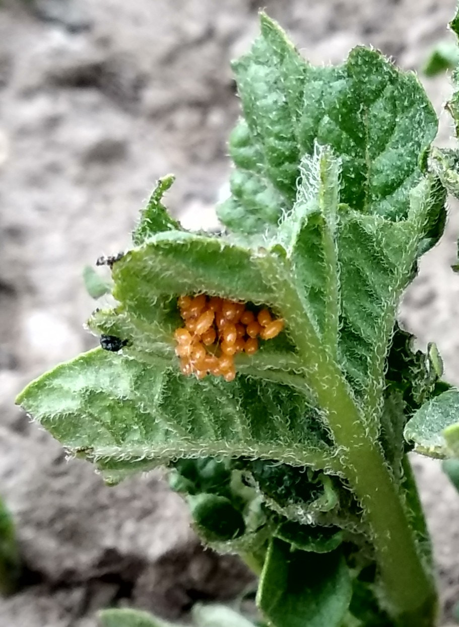 Xiaomi Redmi 5 Plus sample photo. Eggs of the colorado potato beetle photography