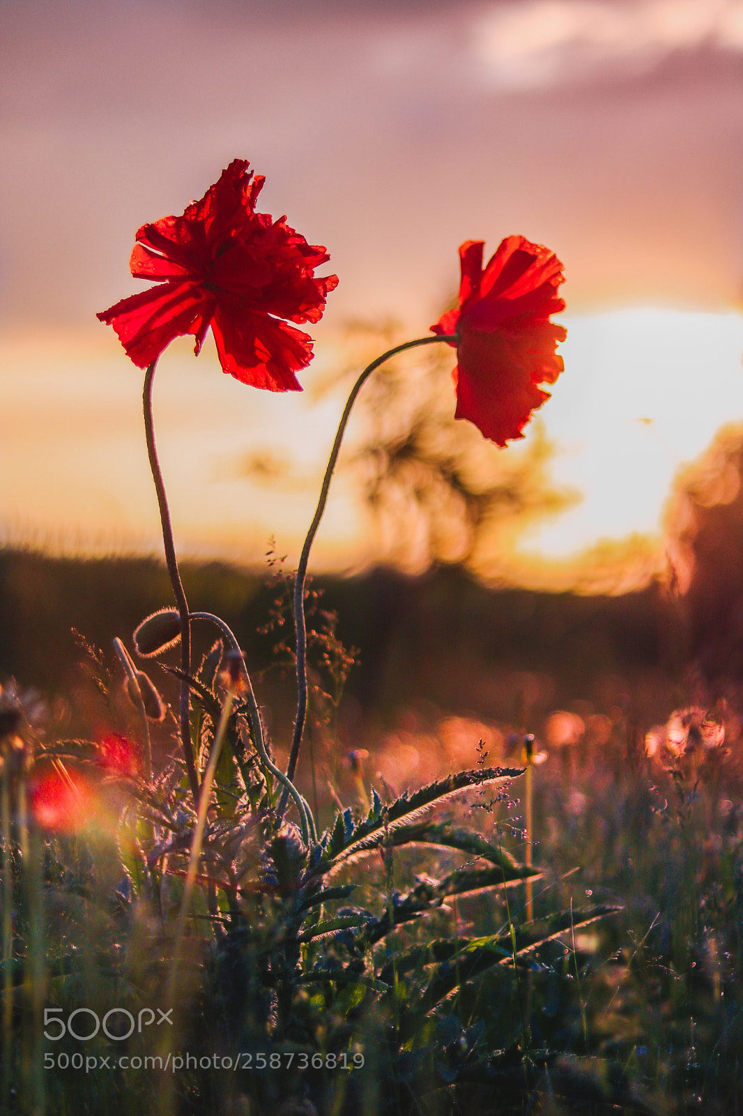 Canon EOS 750D (EOS Rebel T6i / EOS Kiss X8i) sample photo. Golden & red photography