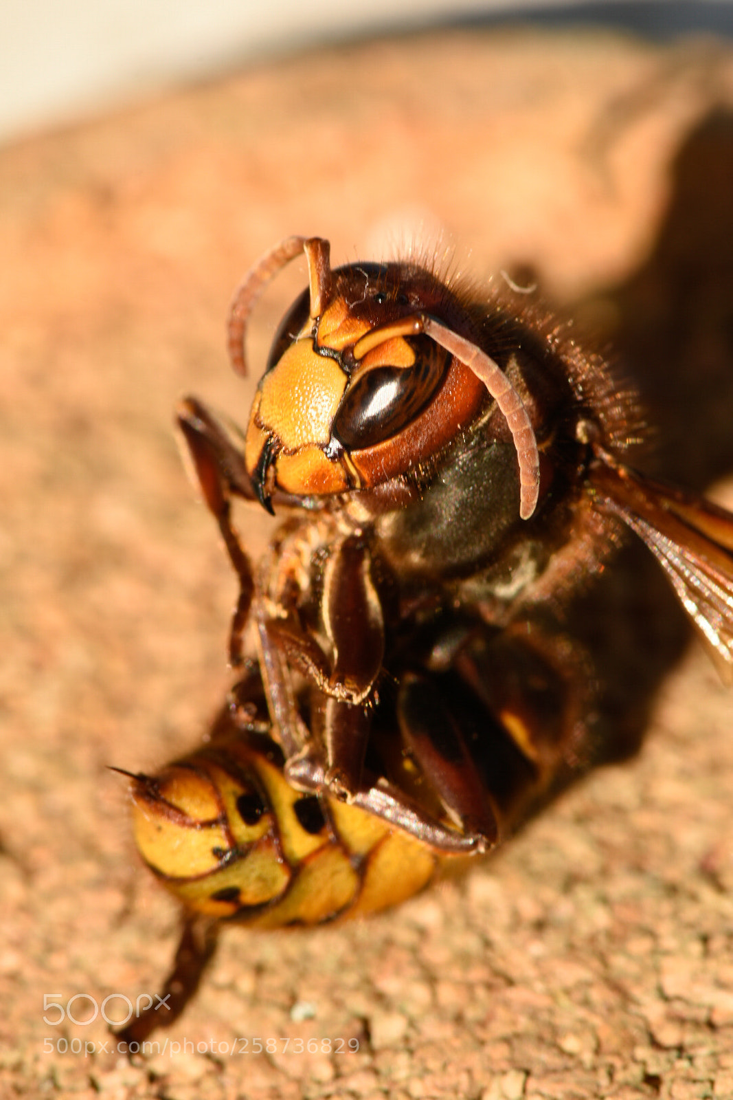 Nikon D7200 sample photo. Hornet iii photography