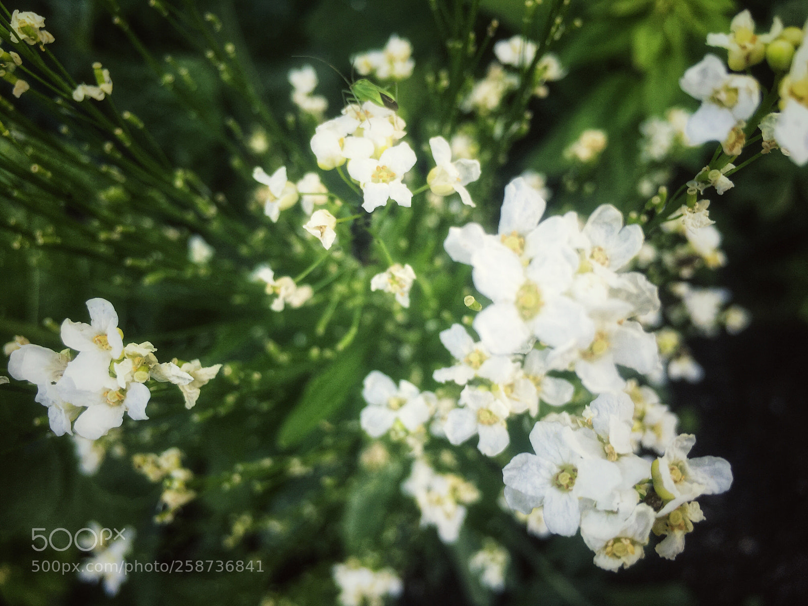 Apple iPhone 6s Plus sample photo. Untitled photography