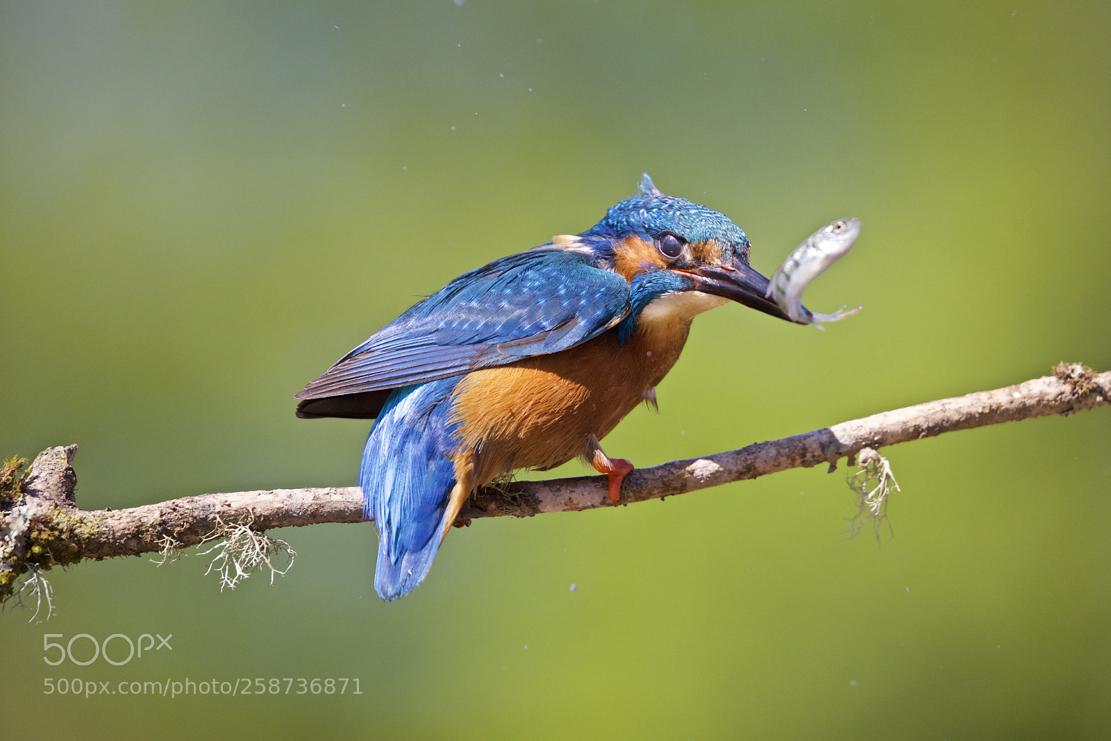 Canon EOS 5D Mark IV sample photo. Kingfisher photography