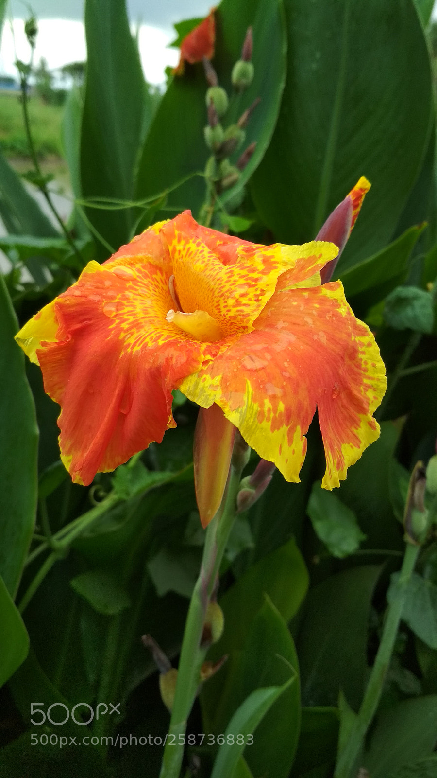 Xiaomi Redmi 4 Pro sample photo. Img_20170722_133539.jpg photography
