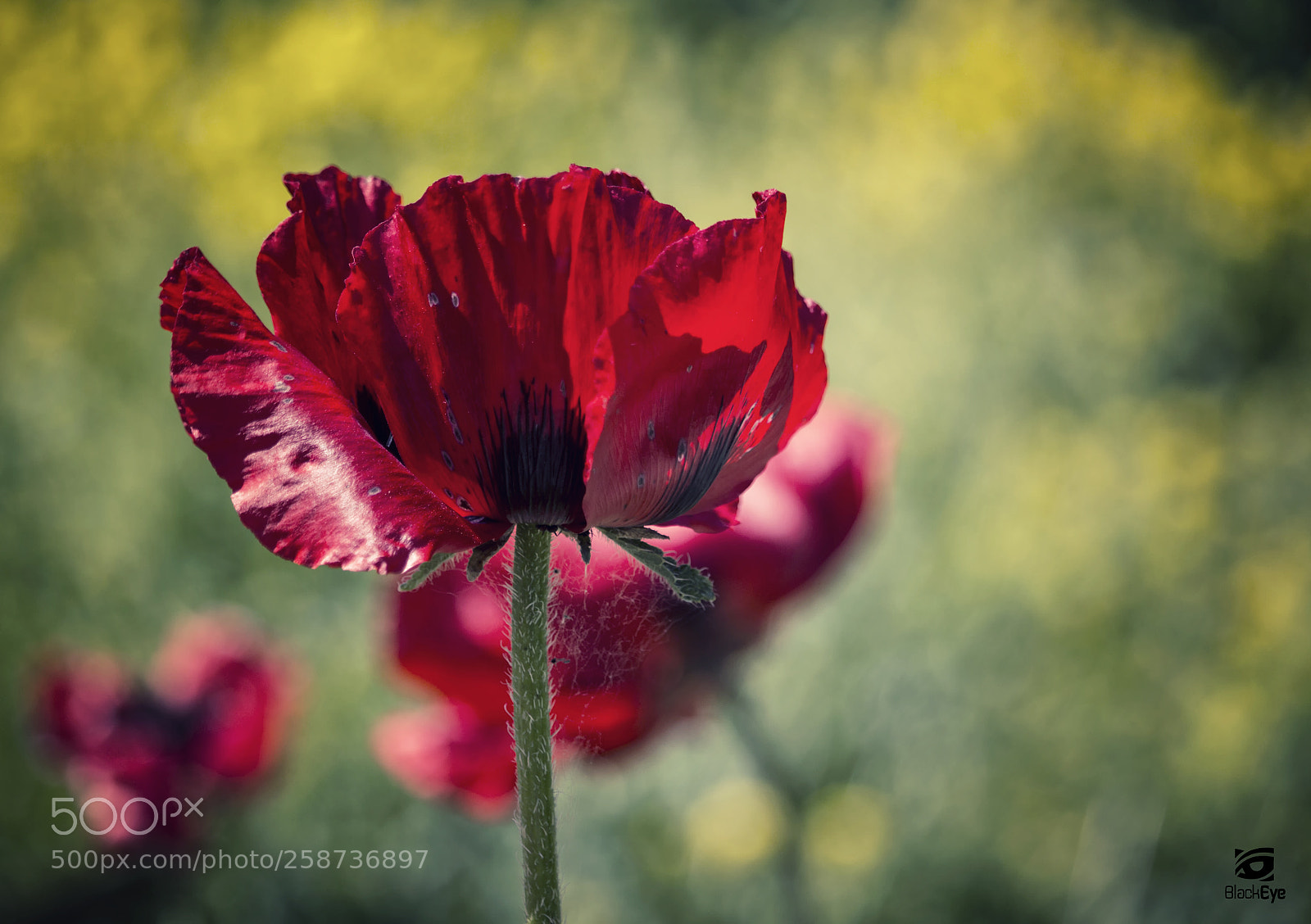 Canon EOS 700D (EOS Rebel T5i / EOS Kiss X7i) sample photo. ~ papaver bracteatum ~ photography
