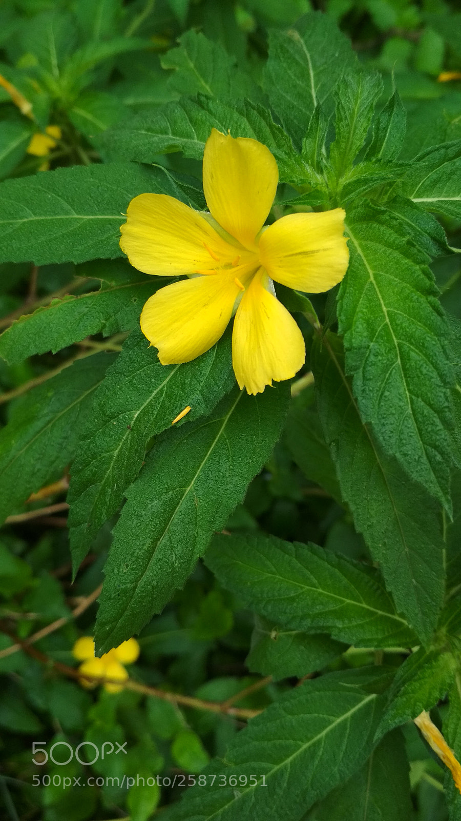 Xiaomi Redmi 4 Pro sample photo. Img_20170807_062705.jpg photography