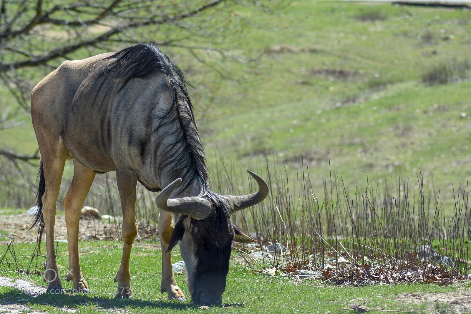 Nikon D7200 sample photo. Grazing wildebeest photography