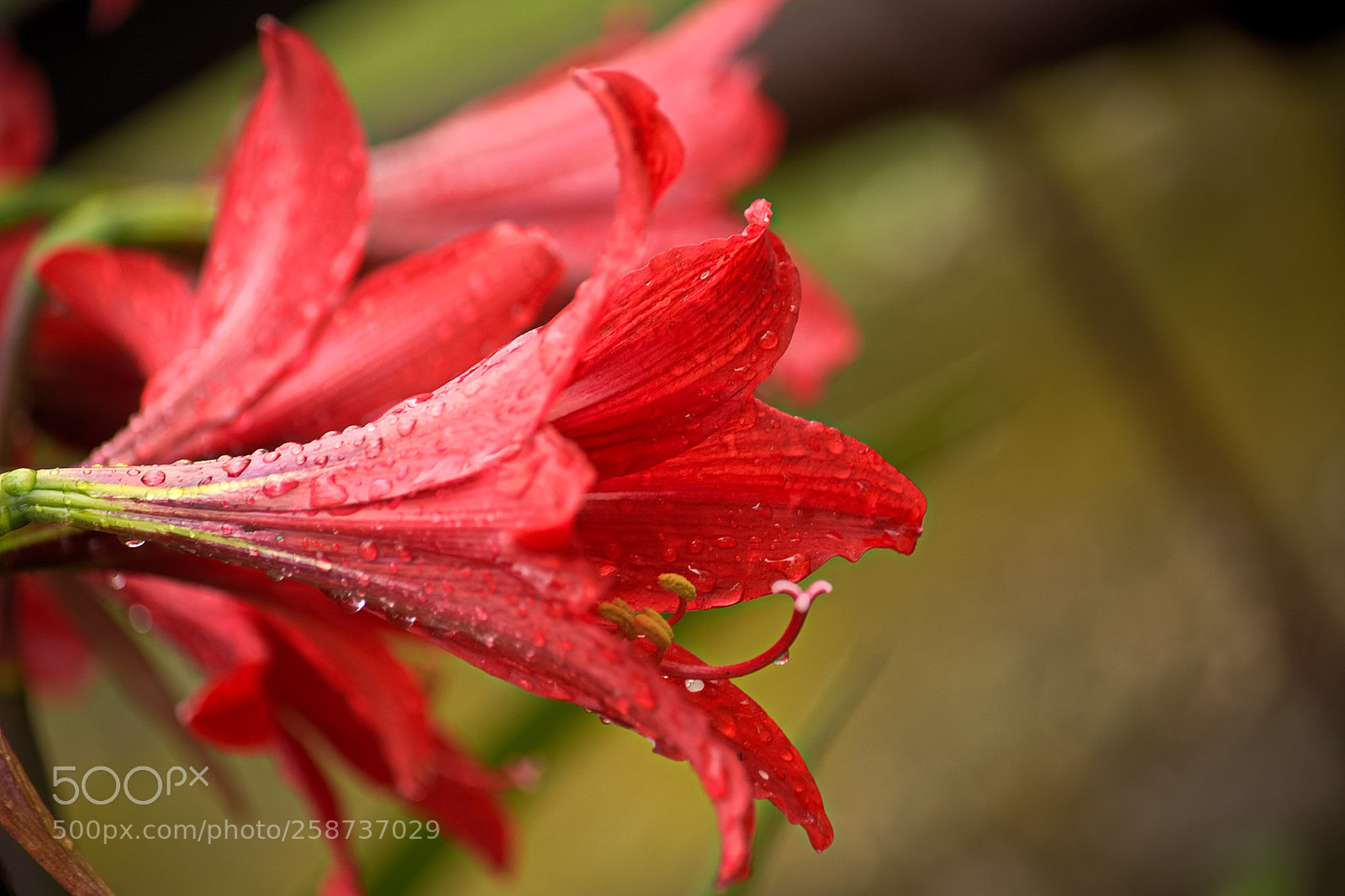 Nikon D5200 sample photo. Untitled photography