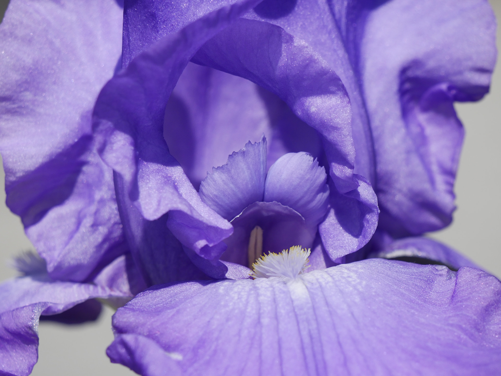 Panasonic DMC-G81 sample photo. Schwertlilie / iris photography