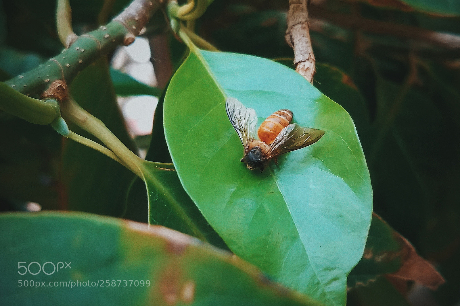 Motorola Moto G (5) Plus sample photo. Voice of garden. photography