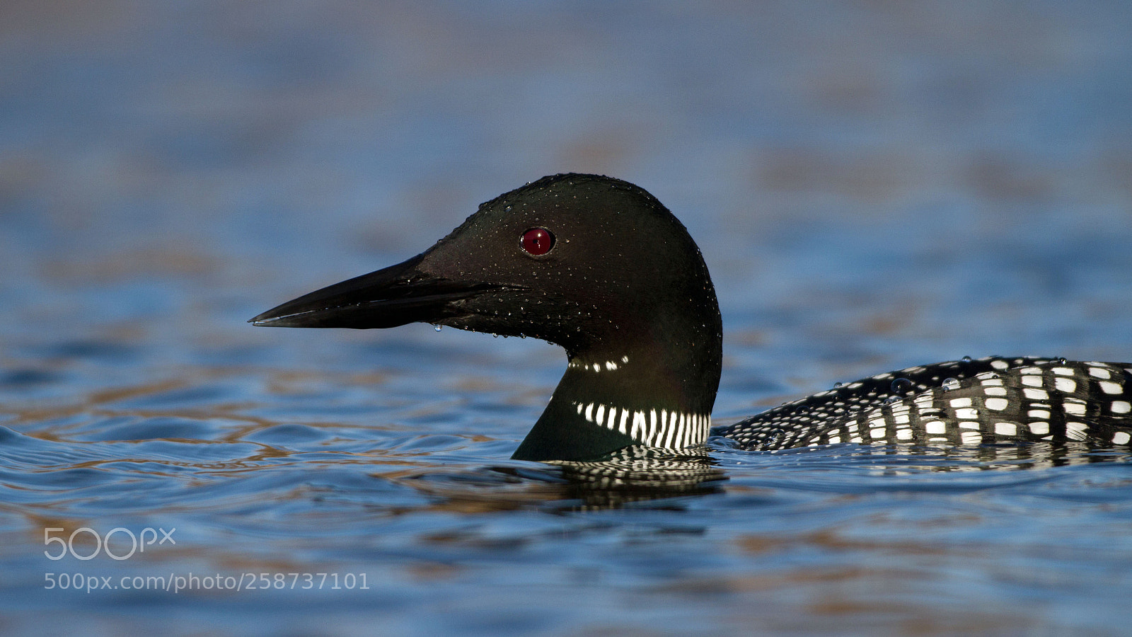 Canon EOS 7D sample photo. Loon photography