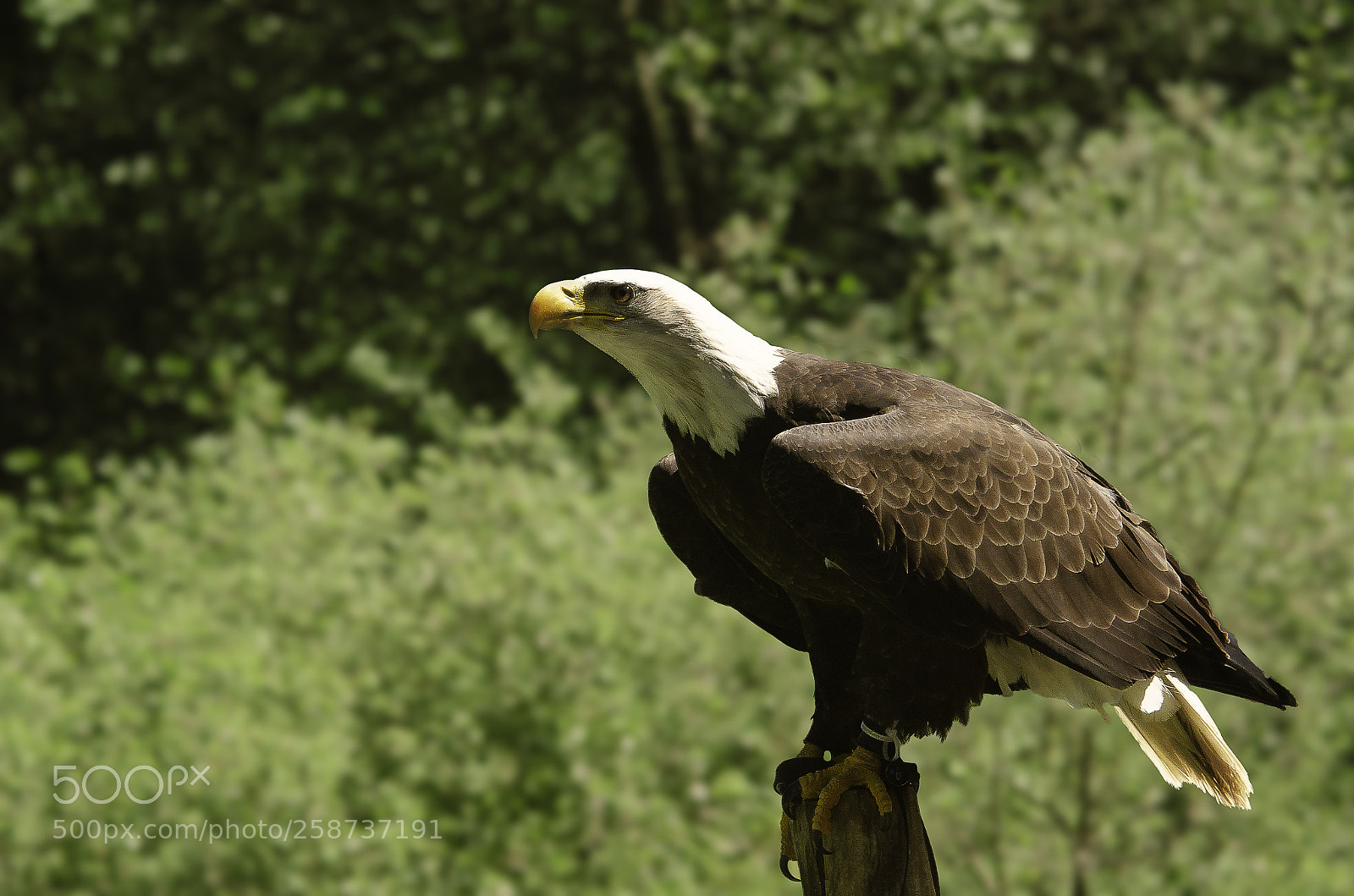 Nikon D7000 sample photo. Roosting raptor photography