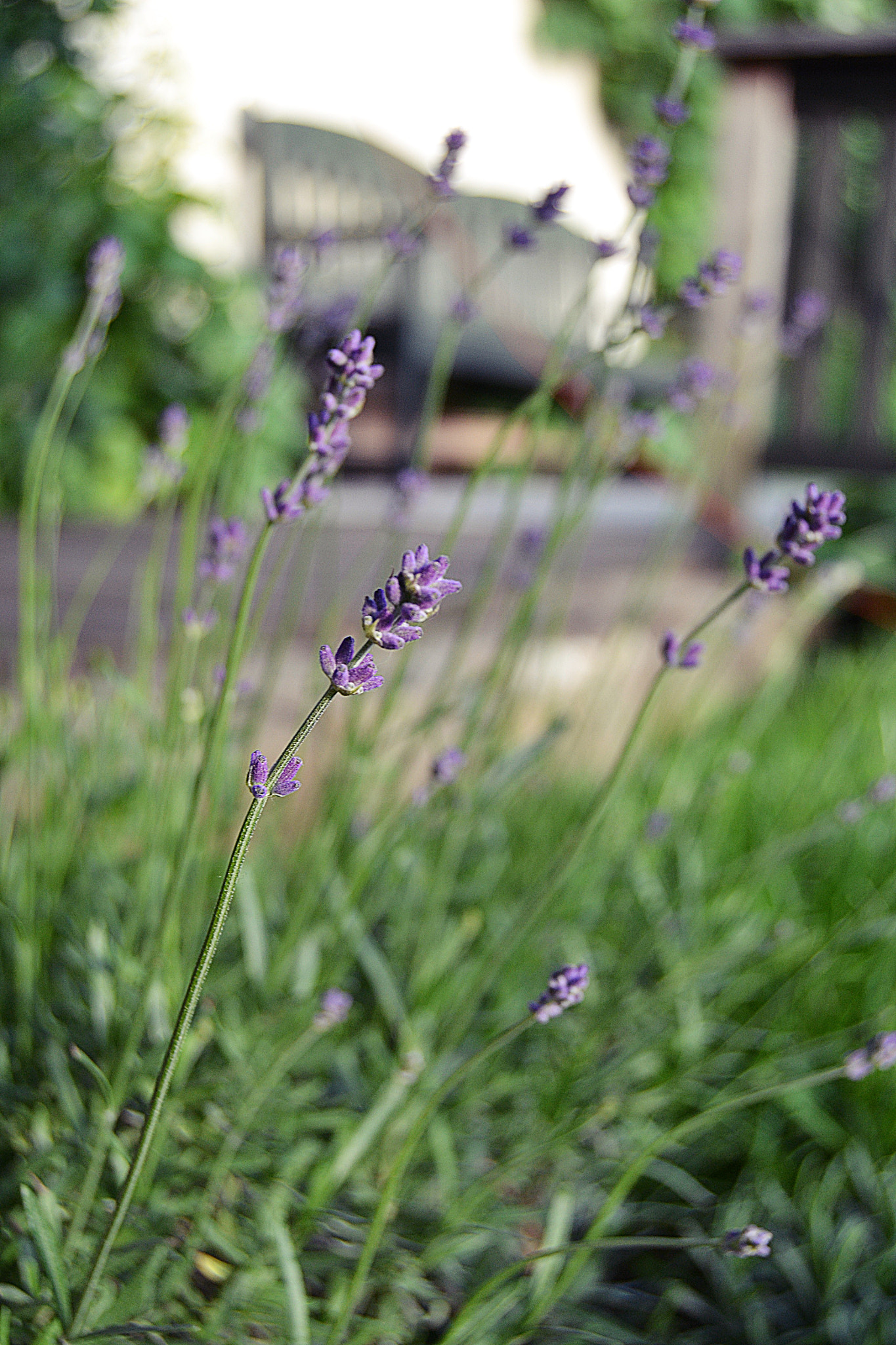 Nikon D3100 sample photo. Dsc photography