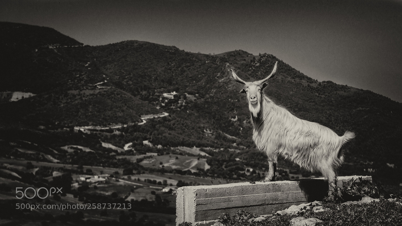 Sony a6000 sample photo. Goat look photography
