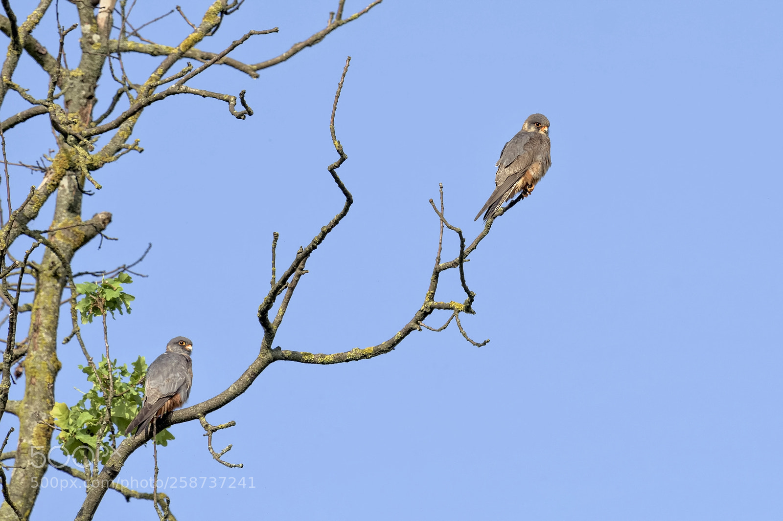 Nikon D7200 sample photo. Red-footed falcon photography