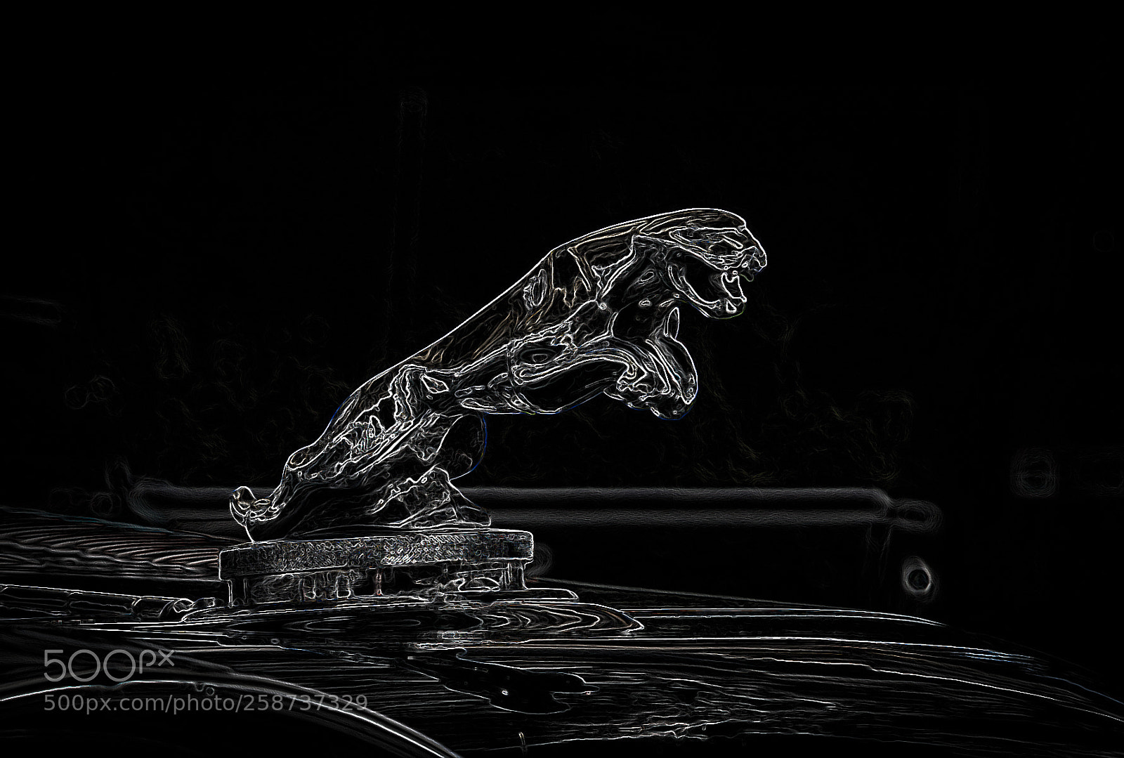 Nikon D800E sample photo. Jaguar photography